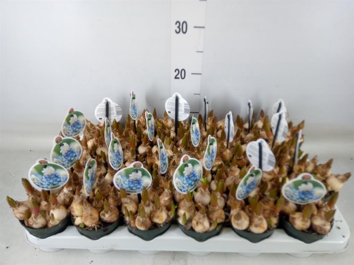 <h4>Muscari  'Mountain Lady'</h4>