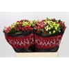 Hypericum Rainbow Romance