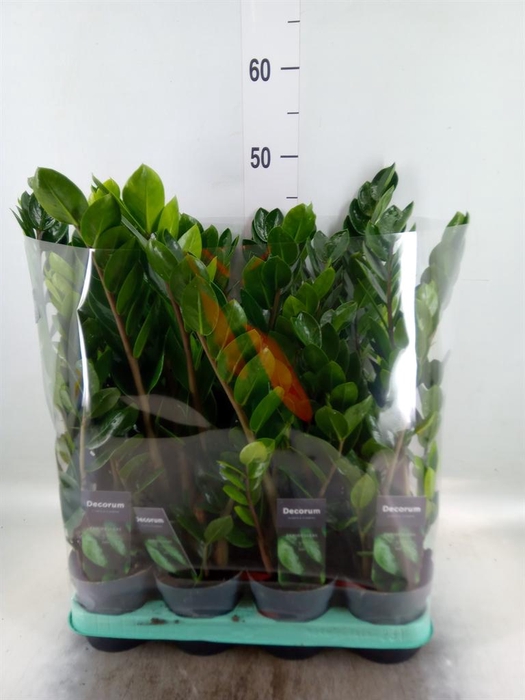 <h4>Zamioculcas zamiifolia 'Lima'</h4>