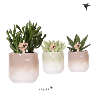 Kolibri Greens Succulenten mix in Gradience pot sand mix