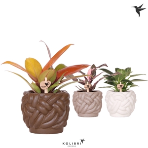 Kolibri Greens Philodendron mix in Rope pot mix