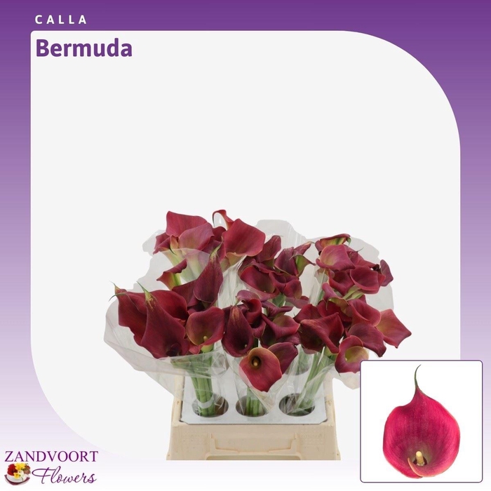 <h4>Calla Bermuda</h4>