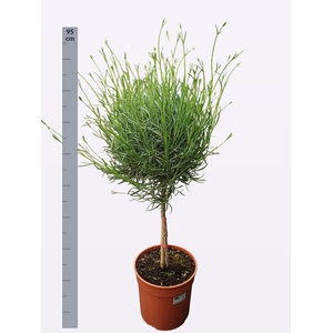 LAVAN ANGUSTIFOLIA