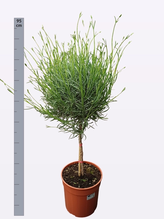 <h4>LAVAN ANGUSTIFOLIA</h4>