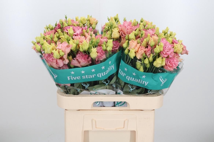 <h4>Eus G Corelli Coral</h4>