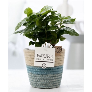 Coffea Arabica in P&PURE Fashionpot Valerie