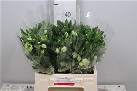 <h4>Hell Magnific Bells</h4>