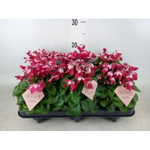 Cyclamen KL 'Djix'