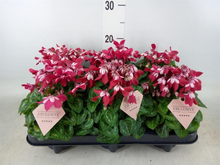 <h4>Cyclamen KL 'Djix'</h4>