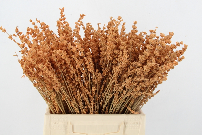 <h4>PF Lavender Bs Apricot</h4>