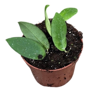 Hoya Overig Scortechinii White