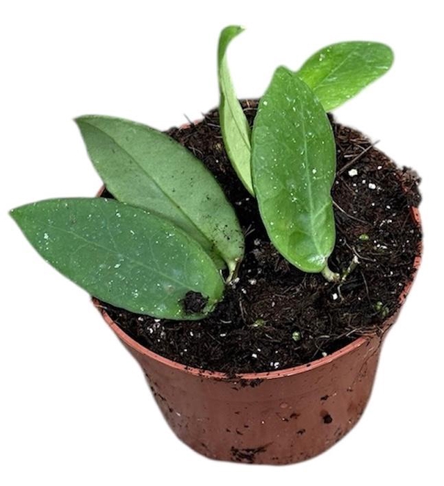 <h4>Hoya Overig Scortechinii White</h4>