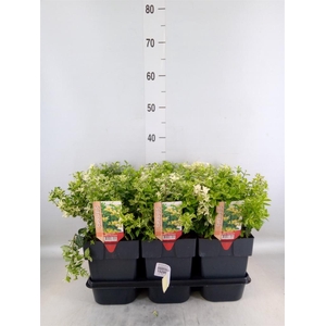 Euonymus fortunei 'Harlequin'