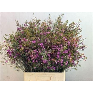 Chame Un Purple Prid