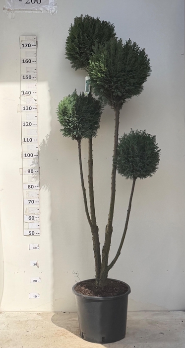 <h4>CHAM L ELLWOODII</h4>