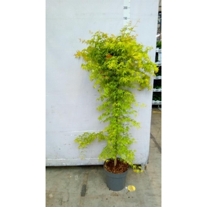 Acer palmatum 'Katsura'