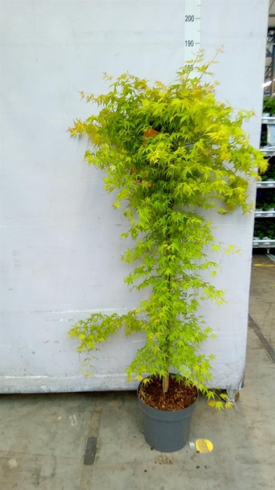 <h4>Acer palmatum 'Katsura'</h4>