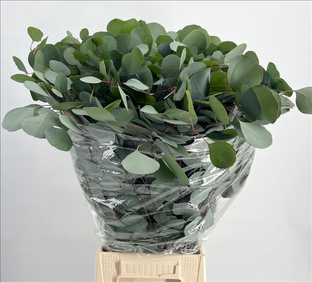 <h4>Euc. Populus Leaf</h4>