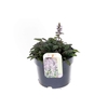 Ajuga