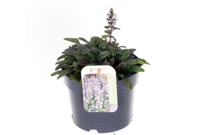 Ajuga