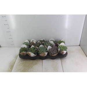 ECHEVERIA MINI P11