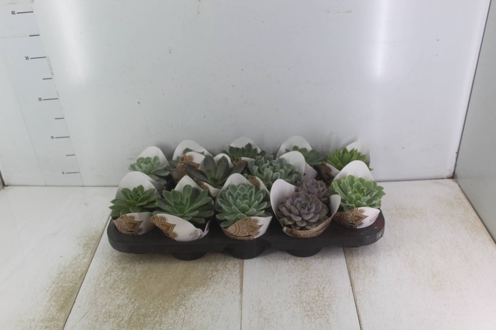 <h4>ECHEVERIA MINI P11</h4>