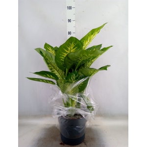 Dieffenbachia seg. 'Reeva'