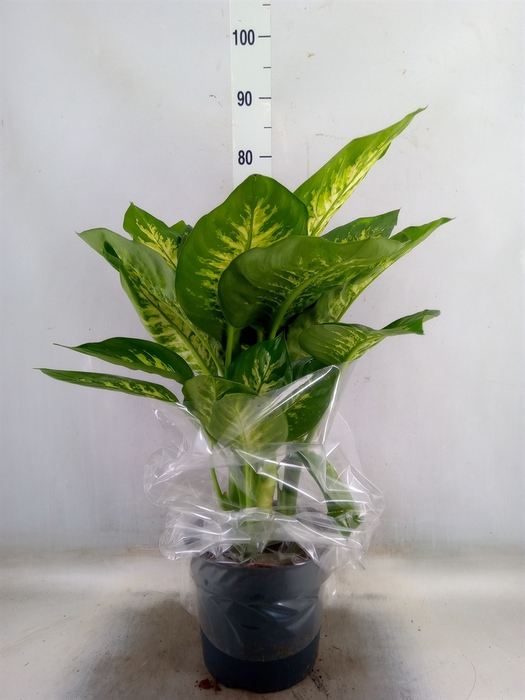 <h4>Dieffenbachia seg. 'Reeva'</h4>