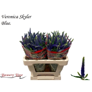 VERON L SKYLER BLUE