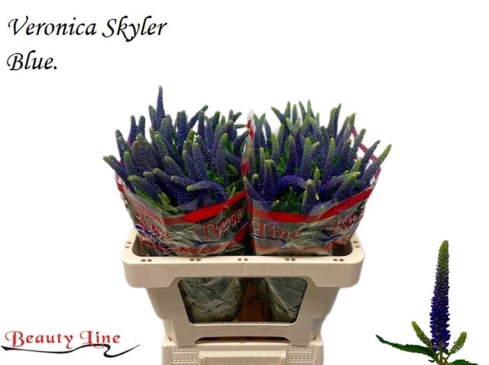 <h4>VERON L SKYLER BLUE</h4>