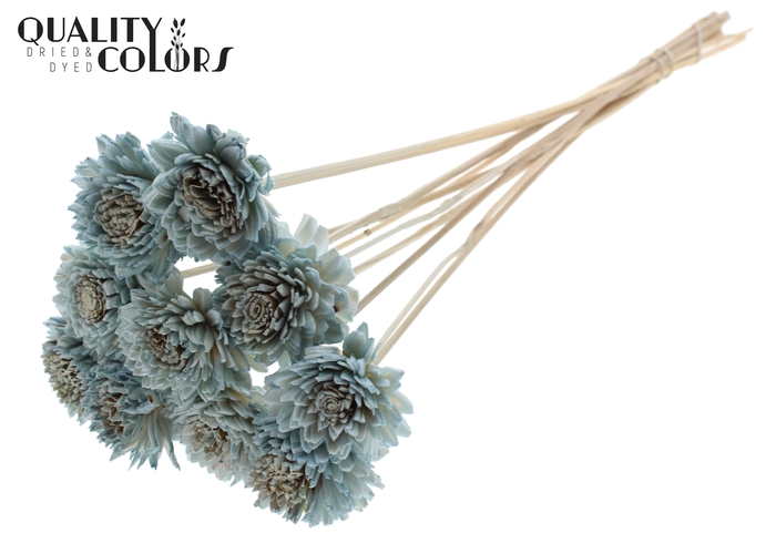 Shola Zinia 6cm on stem Light Blue