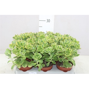 Aeonium `kiwi` A2