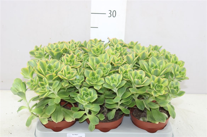 <h4>Aeonium `kiwi` A2</h4>