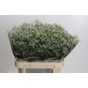 Limonium sinensis Clear Diamond