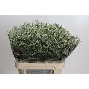 Limonium sinensis Clear Diamond
