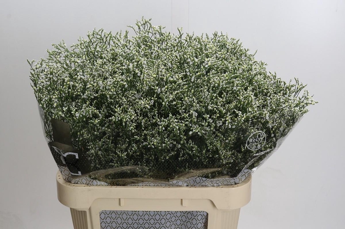 Limonium sinensis Clear Diamond