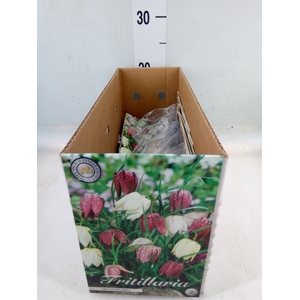 Fritillaria  ...flowerbulbs