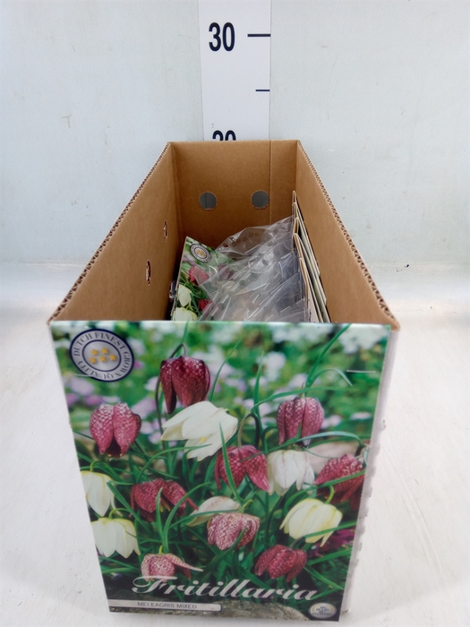 <h4>Fritillaria  ...flowerbulbs</h4>