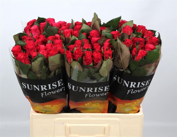 <h4>R Gr Tacazzi</h4>