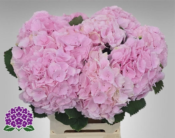 <h4>HYDR M CH VERENA</h4>