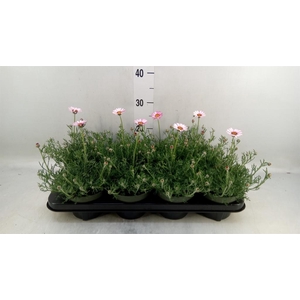 Rhodanthemum hosm. 'Zagora Pink'