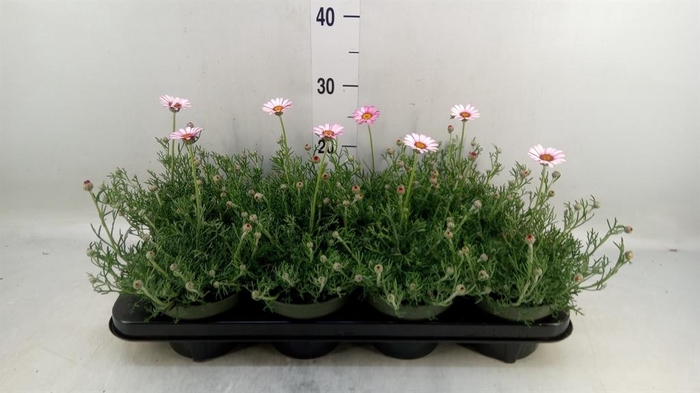 <h4>Rhodanthemum hosm. 'Zagora Pink'</h4>