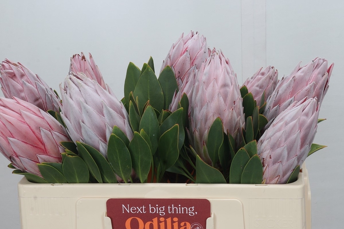 <h4>Protea Cynaroides</h4>