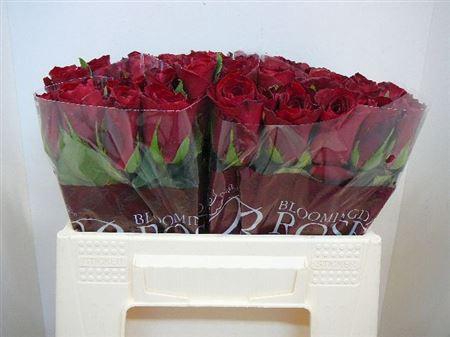 <h4>R Gr Madam Red</h4>