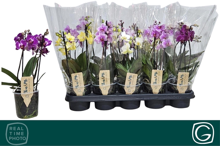 <h4>PHAL MF GEM 4 KL</h4>