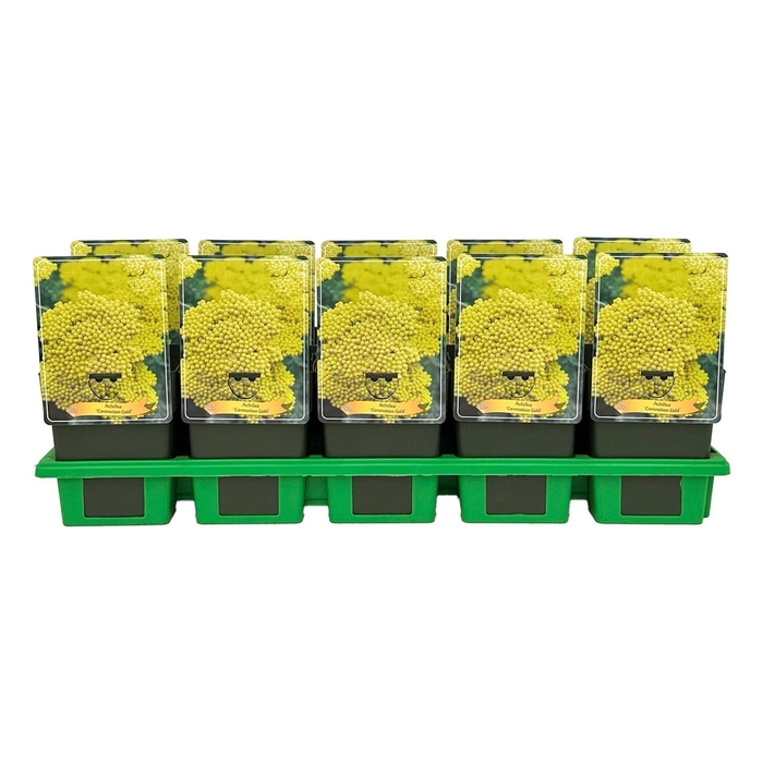 <h4>Achillea Coronation Gold</h4>