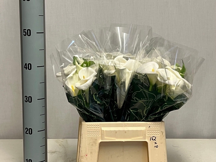 <h4>ZANT AE CHILDSIANA</h4>