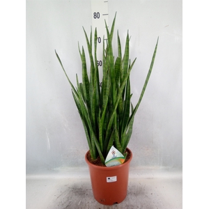 Sansevieria zeylanica 'Greenline'