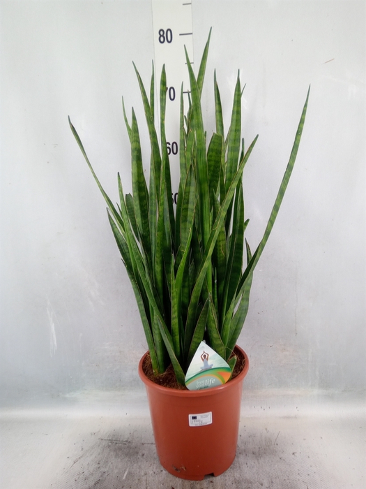 <h4>Sansevieria zeylanica 'Greenline'</h4>