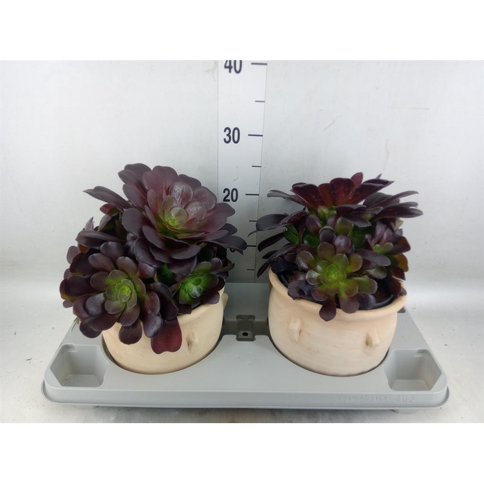 <h4>Aeonium arboreum 'Velours'</h4>